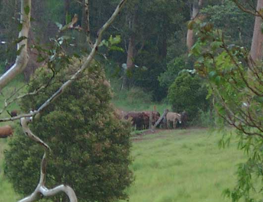 Two donkeys and a herd of cows congregate at the fence